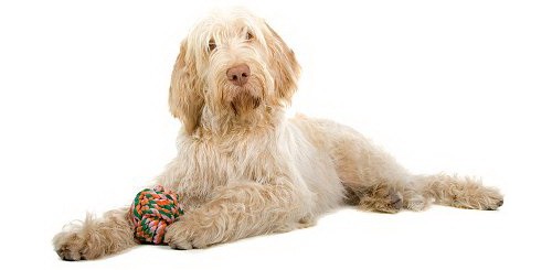 Spinone italian