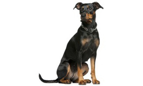 Pinscher german