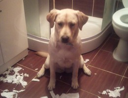 Si cainii sufera de singuratate…