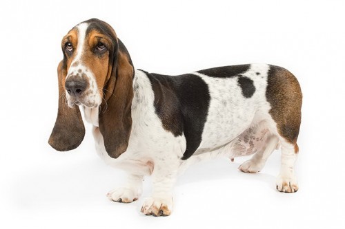 Basset Hound