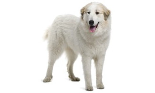 Caine de munte Pirinei