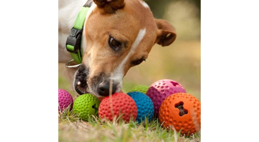 Rogz Gumz jucarie cu loc de recompense pentru caini