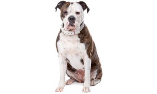 Bulldog American