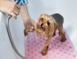 Produse de ingrijire pentru blana catelului tau...