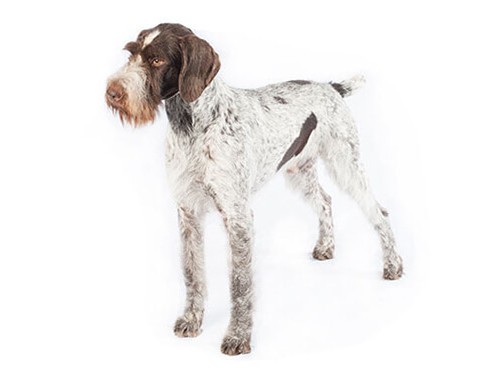 Pointer german cu par sarmos