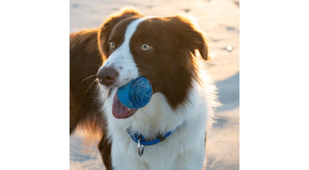 Jucarie pentru caini Rogz Squeekz Fetch ball minge cu loc de recompense