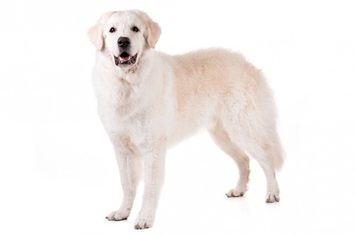 Kuvasz