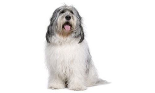 Ciobanesc polonez Lowland