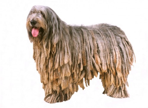 Bergamasco