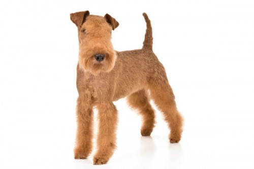 Lakeland Terrier
