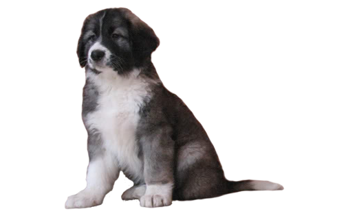 Ciobanesc romanesc carpatin