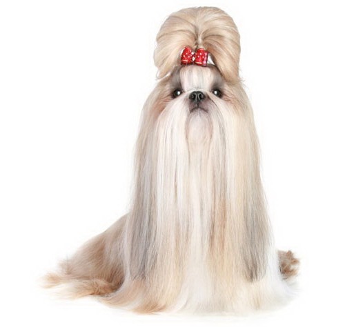 Shih Tzu