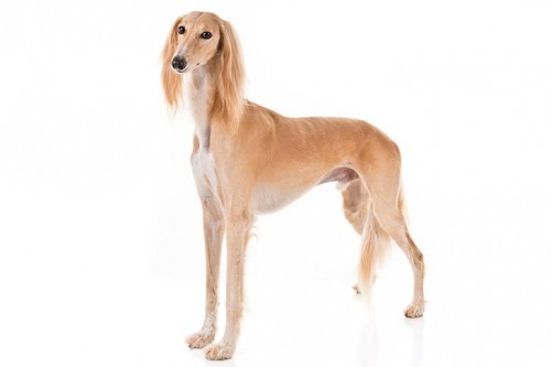 Saluki