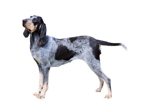 Cainele mic albastru de Gasconia