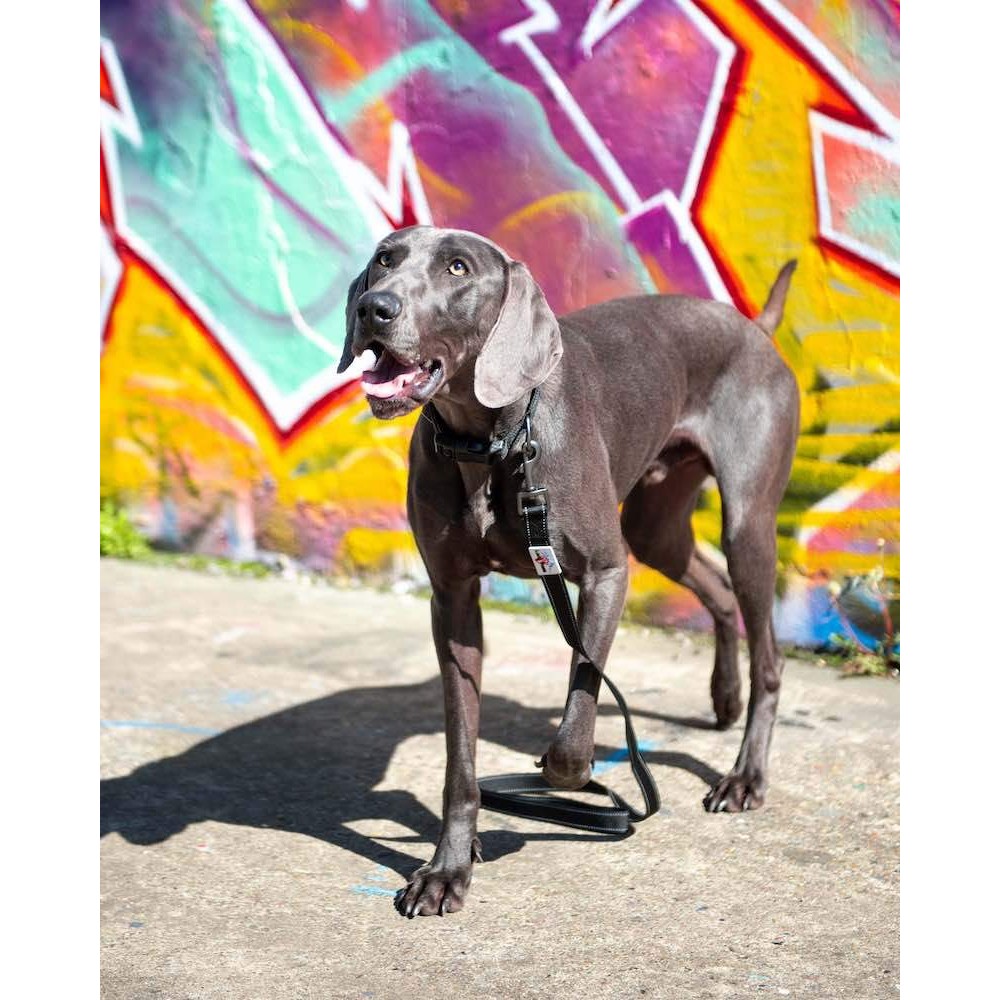 Lesa pentru caini Long Paws Urban Trek