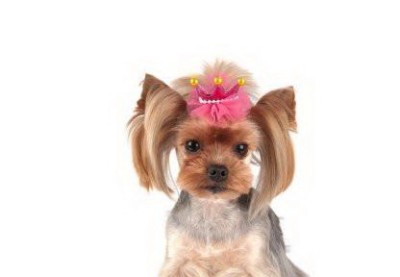 Fundite - set 6 buc Royal Deluxe