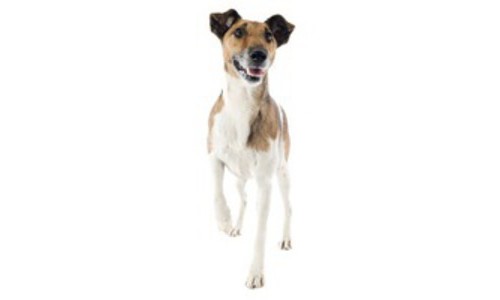 Fox Terrier