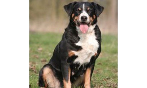 Ciobanesc de Appenzell