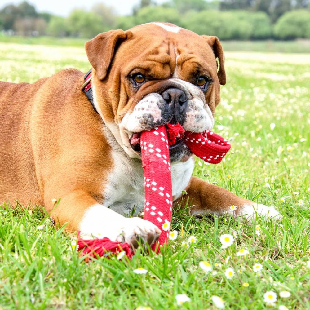 Rogz Scrubz jucarie cu sunet pentru caini- rosu