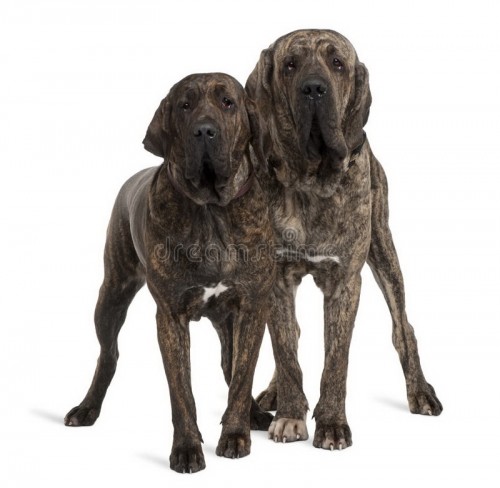 Fila Brasileiro