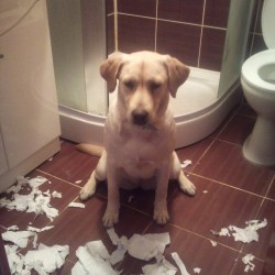 Si cainii sufera de singuratate…-img