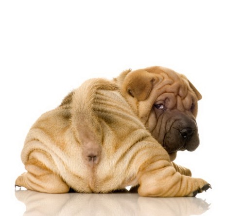 Shar Pei