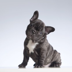 De ce isi inclina cainii capul cand le vorbim?-img