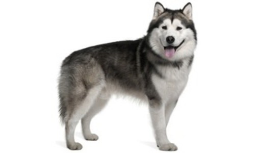 Malamut de Alaska