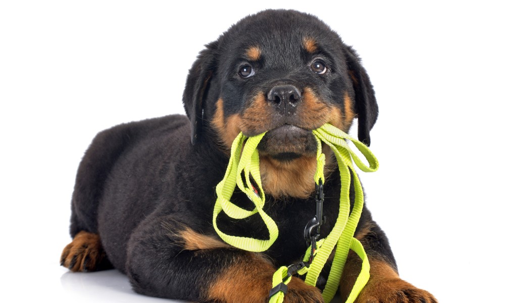 Zgarda potrivita pentru cainele tau