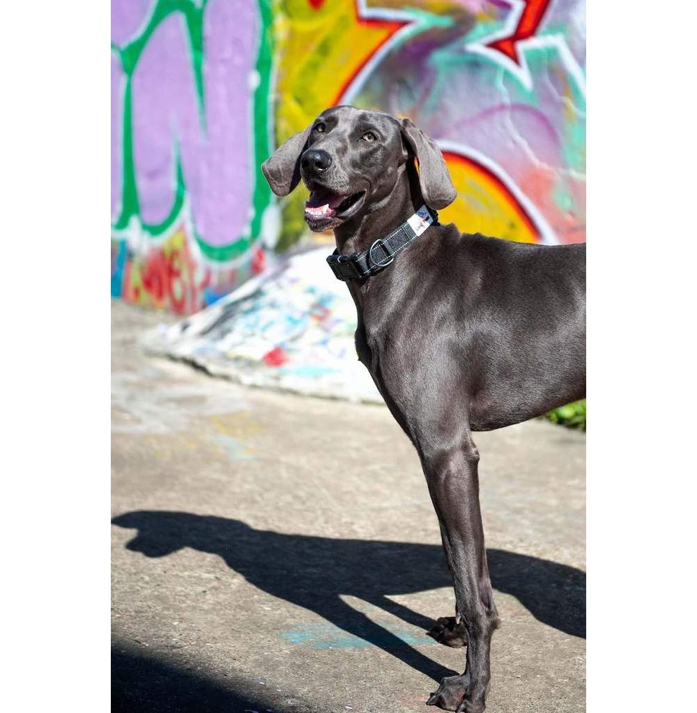 Zgarda pentru caini Long Paws Urban Trek