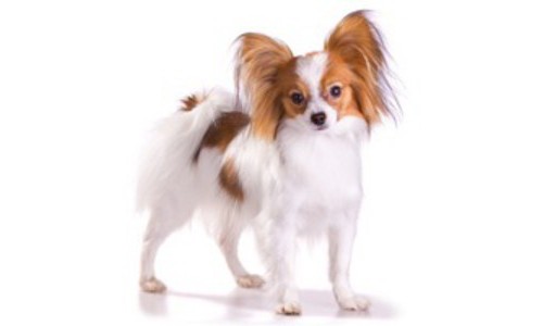 Papillon si Epagneul Phalene