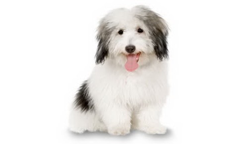 Coton de Tulear