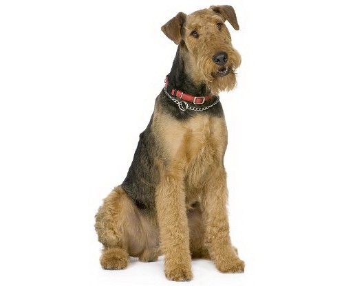 Airedale Terrier