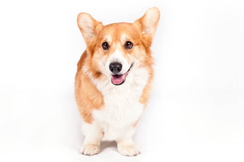 Welsh Corgi Pembroke
