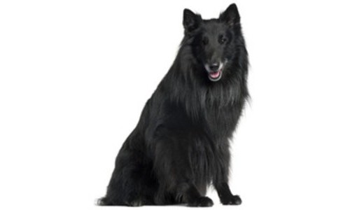 Groenendael Ciobanesc belgian