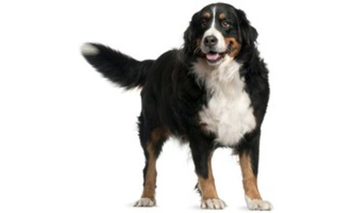 Ciobanesc de Berna
