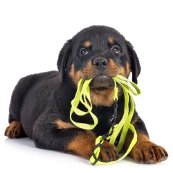 Zgarda potrivita pentru cainele tau-img