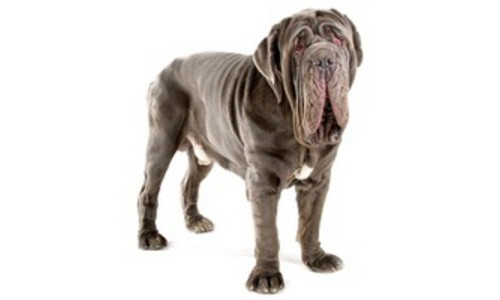 Mastiff de Napoli