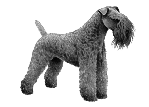Kerry Blue Terrier