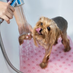 Produse de ingrijire pentru blana catelului tau...-img