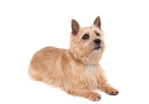 Terrier de Norwich