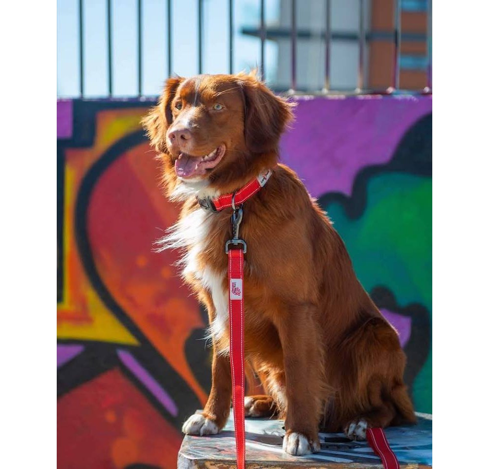 Zgarda pentru caini Long Paws Urban Trek