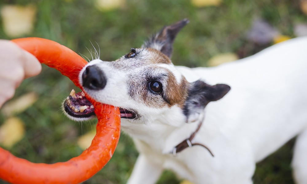 Perceptia gresita despre jucarii