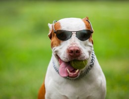 Jucaria potrivita pentru catelul tau