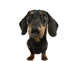 Catelul tau are multe sa-ti spuna...