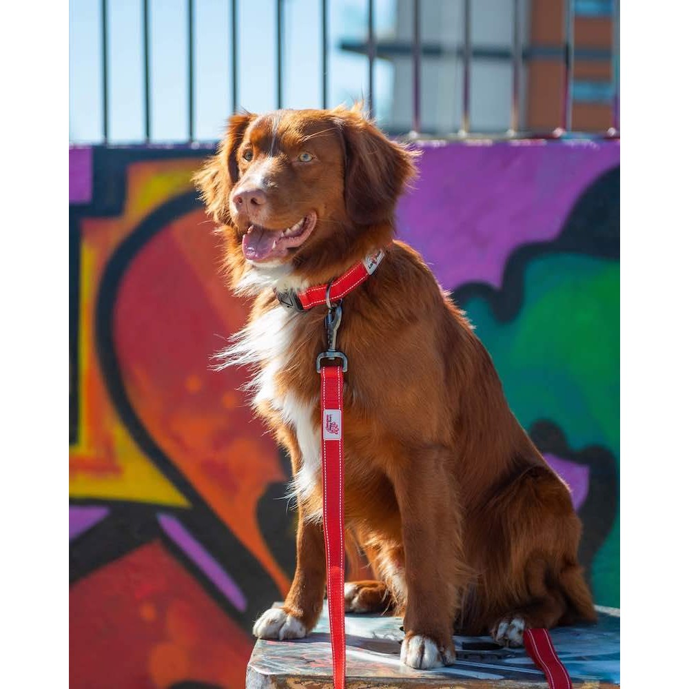 Lesa pentru caini Long Paws Urban Trek