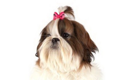 Fundite Argyle set 50 buc