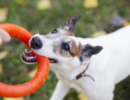 Perceptia gresita despre jucarii
