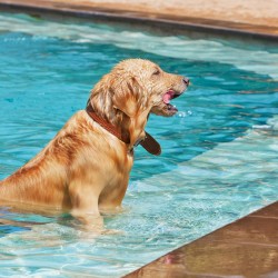 Cum sa ai grija de catelul tau pe canicula?-img